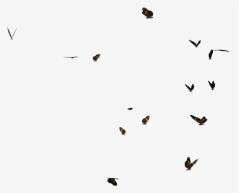 Swarm Of Postman Butterflies By Madetobeunique On Deviantart - Flock, HD Png Download, Transparent PNG