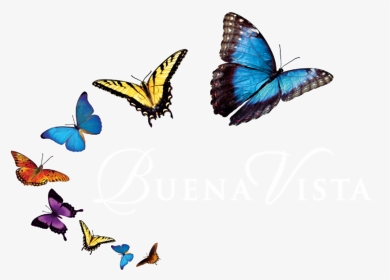 Png Images Of Butterfly - Mariposas Png, Transparent Png, Transparent PNG