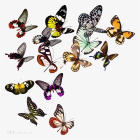 Butterfly Nymphalidae Clip Art, HD Png Download, Transparent PNG