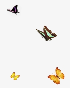 #butterflies #butterfly #nature - 梅 兰 竹 菊, HD Png Download, Transparent PNG