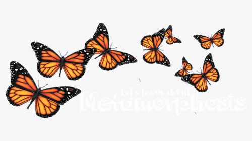 Transparent Background Monarch Butterfly Clipart, HD Png Download, Transparent PNG