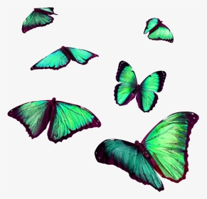 #torqouise #butterflies #flying #insects #sticker#freetoedit - Flying Butterfly For Editing, HD Png Download, Transparent PNG