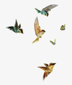 #freetoedit #birds #butterflies #flying - Flock, HD Png Download, Transparent PNG