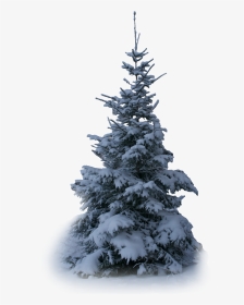 #tree #trees #winter #snow #terrieasterly - Christmas Tree, HD Png Download, Transparent PNG