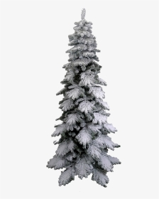 Pine Tree Snow Png - Tree, Transparent Png, Transparent PNG