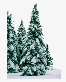 #trees #winter #snow #frost - Елки В Снегу Png, Transparent Png, Transparent PNG