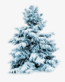 Thumb Image - Snow Tree Png Transparent, Png Download, Transparent PNG