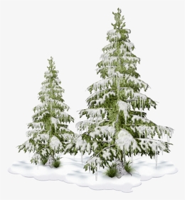 Freetoedit Nature Tree Christmastree Snow Winter, HD Png Download, Transparent PNG