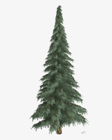 Transparent Snow Trees Png - Winter Tree Png Transparent, Png Download, Transparent PNG