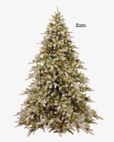 Evergreen Trees Png - Real Christmas Tree Transparent, Png Download, Transparent PNG