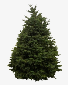 Snow Fir Tree Png Clipart - Christmas Tree Fir, Transparent Png, Transparent PNG