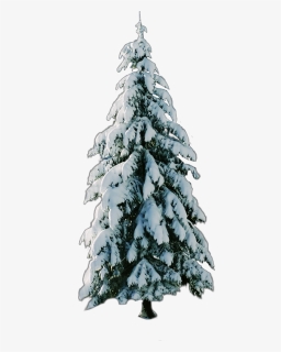 #tree, #snow, #christmastree - Snow, HD Png Download, Transparent PNG