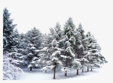 #trees #forest #winter #snow #frost - Snow Covered Trees Png, Transparent Png, Transparent PNG