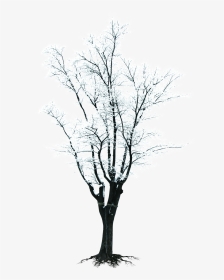 Black And White Tree Branch Clipart Banner Tree Branch - Winter Snow Tree Clipart, HD Png Download, Transparent PNG