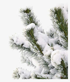 #snowtree #snow #branch - Winter Snow Transparent Background, HD Png Download, Transparent PNG