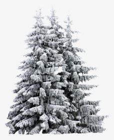 Snow Covered Trees Sketch , Png Download - Pine Trees Snow Png, Transparent Png, Transparent PNG