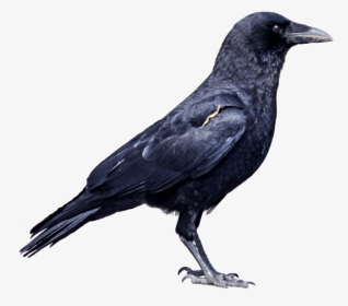 Png Free Images Toppng - Crow Images Hd Png, Transparent Png, Transparent PNG