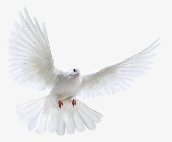 Columbidae Bird Photography - Transparent Background Dove Png, Png Download, Transparent PNG