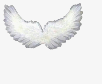 #overlay #overlays #wings #wing #angel #resource #resources - Baby Angel Wings Png, Transparent Png, Transparent PNG