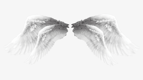 #wings #angel #angelwings #wing #beautiful #lovely - Water Bird, HD Png Download, Transparent PNG