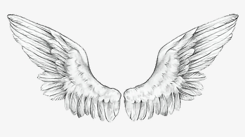 #wings #angelwings#freetoedit #ftewings - Accipitridae, HD Png Download, Transparent PNG