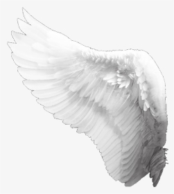 #wings #fly #aesthetic #feather #freetoedit - Angel, HD Png Download, Transparent PNG