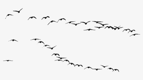 鸟#黑鸟#鸟群#大雁 - Flock, HD Png Download, Transparent PNG