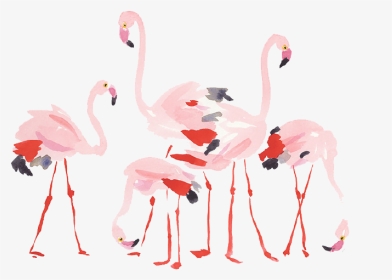 手绘水彩火烈鸟图片 - Flamingo, HD Png Download, Transparent PNG
