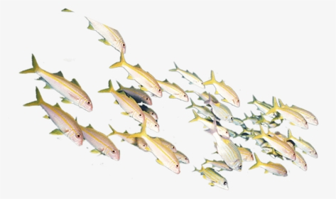 黄色鱼群矢量元素 - Herd Of Fish Png, Transparent Png, Transparent PNG