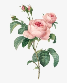 Pierre Joseph Redoute Roses, HD Png Download, Transparent PNG