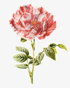 Vintage Botanical Illustrations, HD Png Download, Transparent PNG