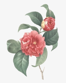 Camellia Japonica Illustration, HD Png Download, Transparent PNG