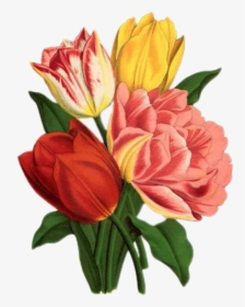 Tulip Flower Cross Stitch Patterns, HD Png Download, Transparent PNG