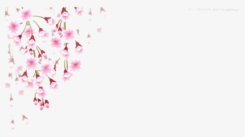 Cherry Blossom Leaves Falling Png - Cherry Blossom Falling Png, Transparent Png, Transparent PNG