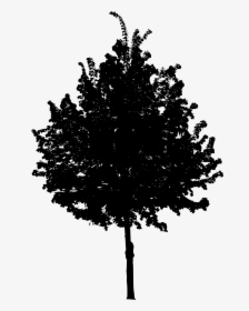 Tree-4 - Black Tree Png, Transparent Png, Transparent PNG