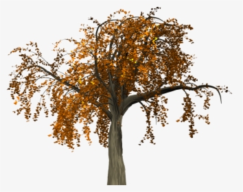Fall Tree Branch Png - Branch Autumn Png, Transparent Png, Transparent PNG