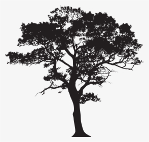 Deciduous Trees Png, Transparent Png, Transparent PNG