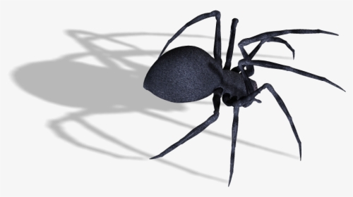 Black Widow Spider Png Image - Transparent Background Spiders Transparent, Png Download, Transparent PNG