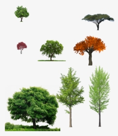 Deciduous - Front View Tree Png, Transparent Png, Transparent PNG
