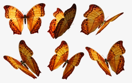 Butterflies Png Pic - Free Butterfly Overlay Photoshop, Transparent Png, Transparent PNG