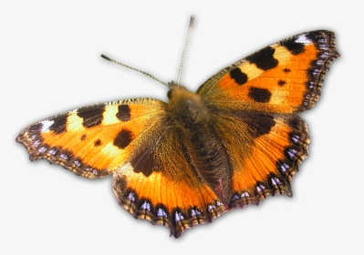 Butterfly Orange Nature Free Picture - Large Butterfly Png, Transparent Png, Transparent PNG