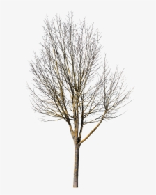 Deciduous Tree Photoshop, HD Png Download, Transparent PNG