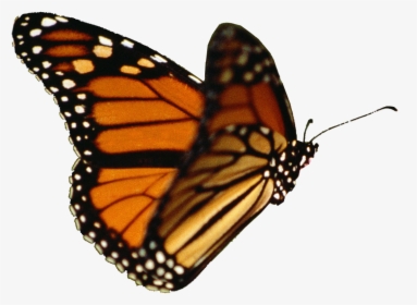 Butterfly Gif Transparent Background, HD Png Download, Transparent PNG