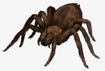 Giant Spider Png, Transparent Png, Transparent PNG