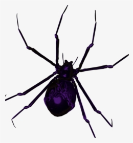 Spider Clipart Stx - Araneus Cavaticus, HD Png Download, Transparent PNG