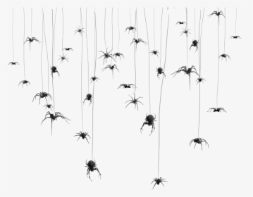 #mq #spider #spiders #spiderweb #hanging #hanger - Charadriiformes, HD Png Download, Transparent PNG