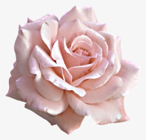 Rose Pink Flower Clip Art - Pink Rose Png Transparent, Png Download, Transparent PNG