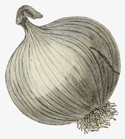 Transparent Onion Drawing, HD Png Download, Transparent PNG