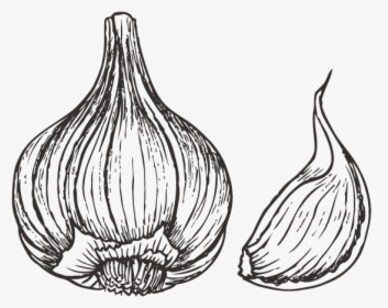 Collection Of Drawing - Garlic Drawing Png, Transparent Png, Transparent PNG