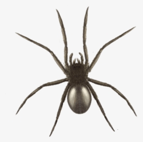 Halloween Spider Graphics - Black Garden Spiders Uk, HD Png Download, Transparent PNG